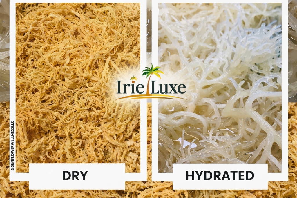 Irie Luxe Pure St. Lucia Gold Sea Moss - Raw, Wildcrafted, Natural
